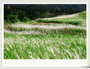 绿草在线观看,踏青赏绿,畅享自然之美 第3张 绿草在线观看,踏青赏绿,畅享自然之美 第3张