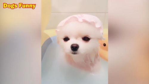 小狗眨眨眼爆料视频下载,揭秘萌宠眨眼瞬间下载热潮  第1张